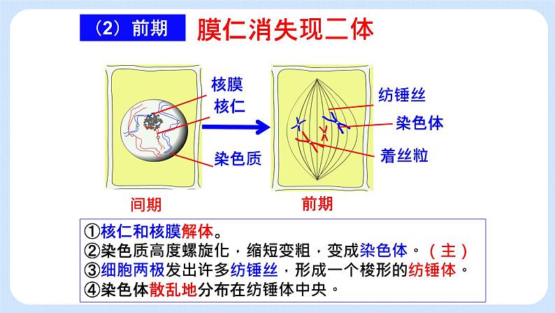 4.1细胞通过分裂增殖第二课时课件浙科版（2019）高中生物必修一 课件+学案05