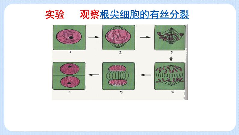 4.1细胞通过分裂增殖第三课时课件浙科版（2019）高中生物必修一 课件+学案02