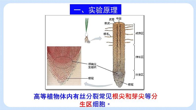 4.1细胞通过分裂增殖第三课时课件浙科版（2019）高中生物必修一 课件+学案03