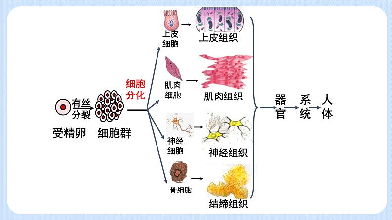 4.2细胞通过分化产生不同类型的细胞课件浙科版（2019）高中生物必修一 课件+学案03