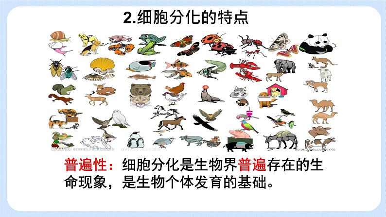 4.2细胞通过分化产生不同类型的细胞课件浙科版（2019）高中生物必修一 课件+学案08