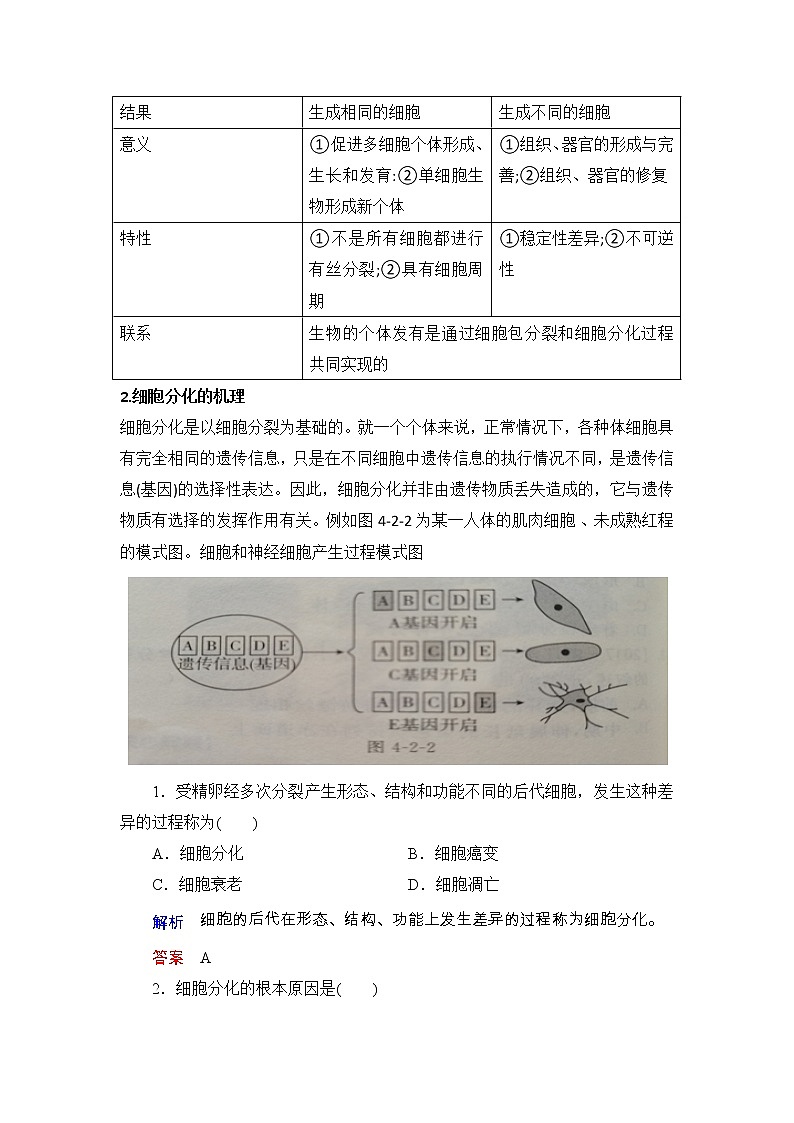 4.2细胞通过分化产生不同类型的细胞课件浙科版（2019）高中生物必修一 课件+学案02