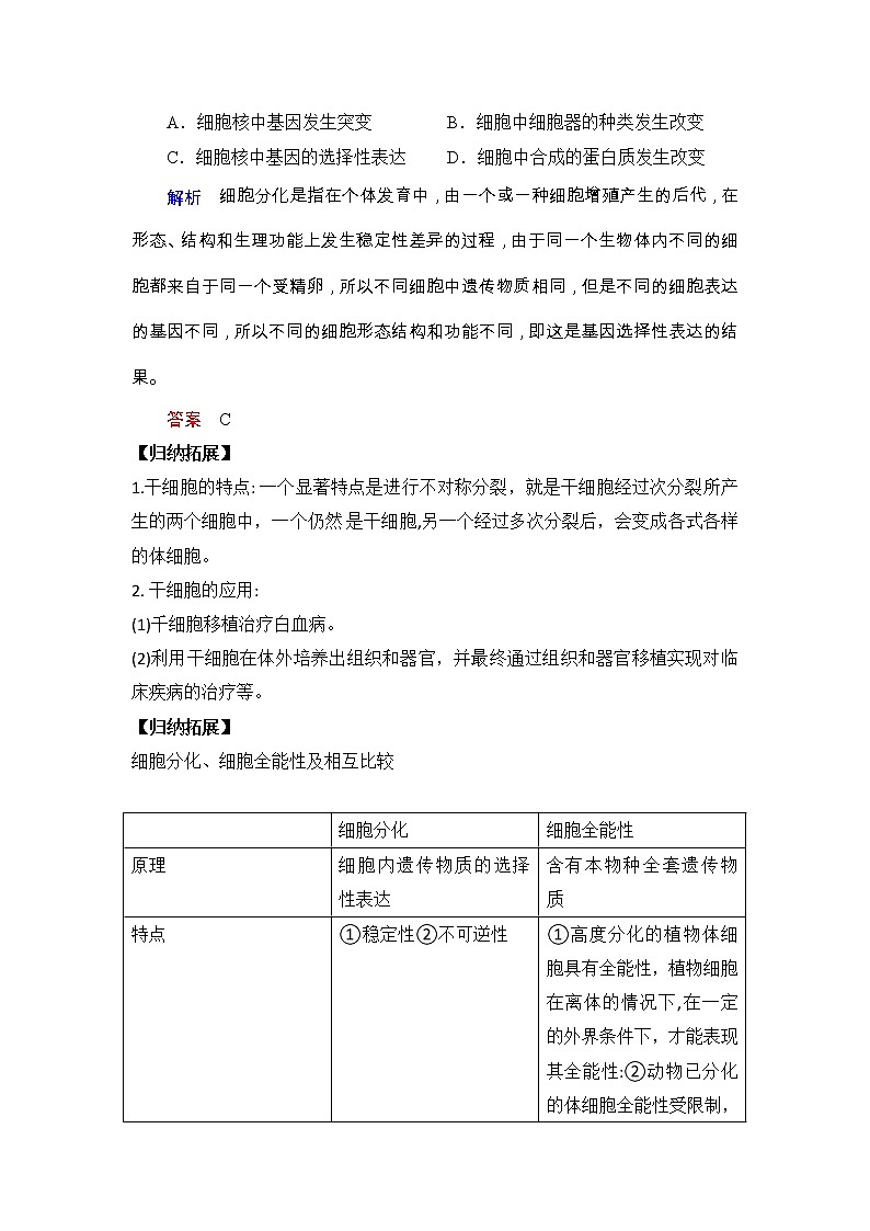 4.2细胞通过分化产生不同类型的细胞课件浙科版（2019）高中生物必修一 课件+学案03