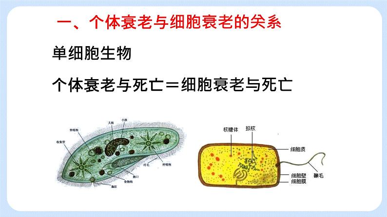 4.3细胞凋亡是编程性死亡 课件+学案05