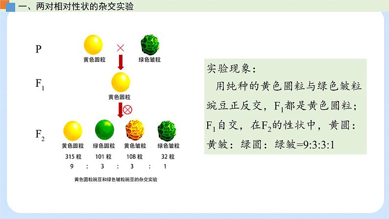 第一章 第二节 孟德尔从两对相对性状的杂交实验中总结出自由组合定律（课件）-【名校同步】2021-2022学年高一生物精品课件（浙科版2019必修2）第7页