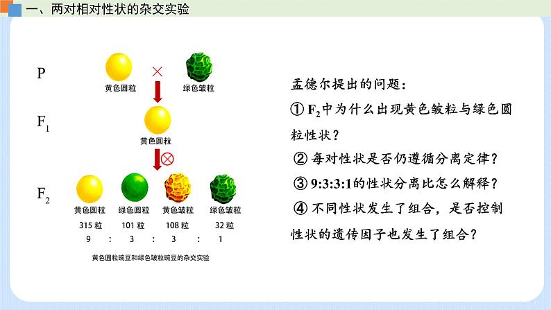 第一章 第二节 孟德尔从两对相对性状的杂交实验中总结出自由组合定律（课件）-【名校同步】2021-2022学年高一生物精品课件（浙科版2019必修2）第8页