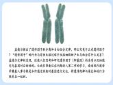第二章 第一节 染色体通过配子传递给后代高一生物课件+练习（原卷+解析卷）（浙科版2019必修2）