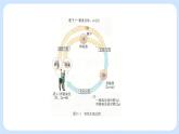第二章 第一节 染色体通过配子传递给后代高一生物课件+练习（原卷+解析卷）（浙科版2019必修2）