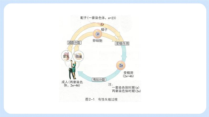 第二章 第一节 染色体通过配子传递给后代高一生物课件+练习（原卷+解析卷）（浙科版2019必修2）04