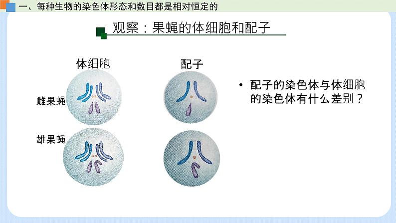 第二章 第一节 染色体通过配子传递给后代高一生物课件+练习（原卷+解析卷）（浙科版2019必修2）07