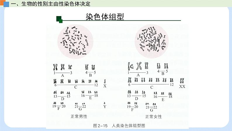 第二章 第三节 性染色体上基因的传递和性别相关联（课件）-【名校同步】2021-2022学年高一生物精品课件（浙科版2019必修2）第6页