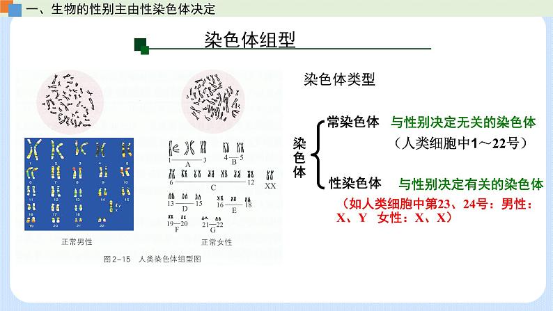 第二章 第三节 性染色体上基因的传递和性别相关联（课件）-【名校同步】2021-2022学年高一生物精品课件（浙科版2019必修2）第7页