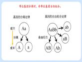 第二章 第二节 基因伴随染色体传递-高一生物课件+练习（原卷+解析卷）（浙科版2019必修2）