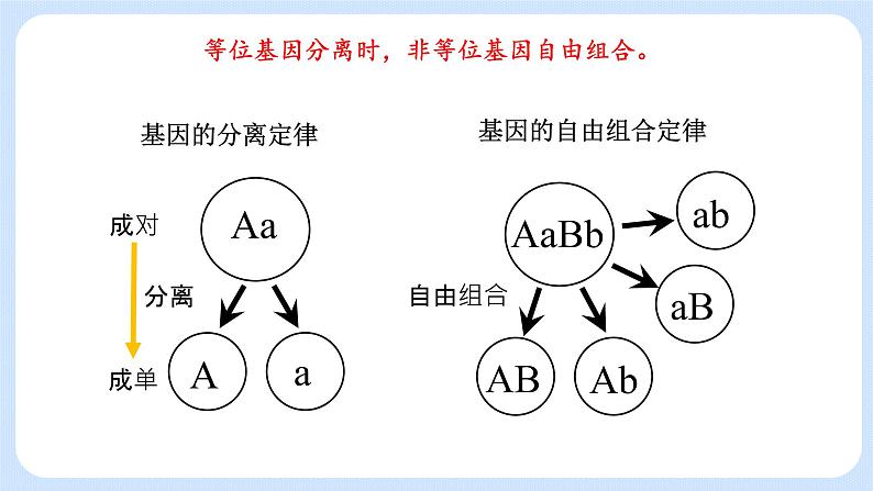 第二章 第二节 基因伴随染色体传递-高一生物课件+练习（原卷+解析卷）（浙科版2019必修2）02