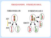 第二章 第二节 基因伴随染色体传递-高一生物课件+练习（原卷+解析卷）（浙科版2019必修2）