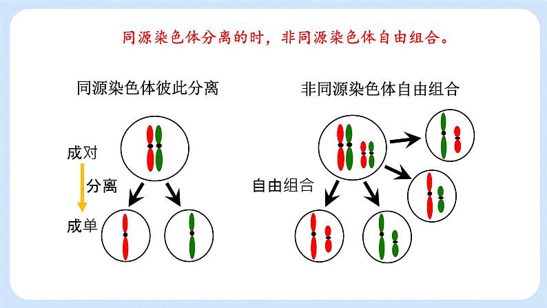 第二章 第二节 基因伴随染色体传递-高一生物课件+练习（原卷+解析卷）（浙科版2019必修2）03