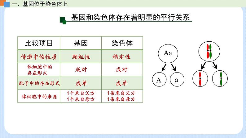 第二章 第二节 基因伴随染色体传递-高一生物课件+练习（原卷+解析卷）（浙科版2019必修2）08