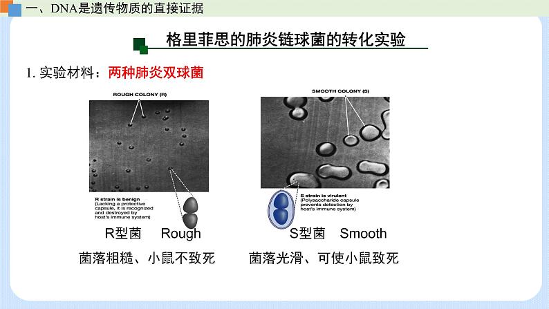 第三章 第一节  核酸是遗传物质（课件）-高一生物课件（浙科版2019必修2）06