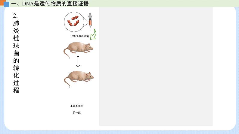 第三章 第一节  核酸是遗传物质（课件）-高一生物课件（浙科版2019必修2）07