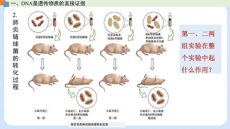 第三章 第一节  核酸是遗传物质（课件）-高一生物课件（浙科版2019必修2）08