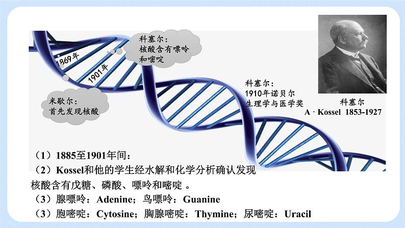 第三章  第二节  遗传信息编码在DNA分子上（课件）-高一生物课件（浙科版2019必修2）07