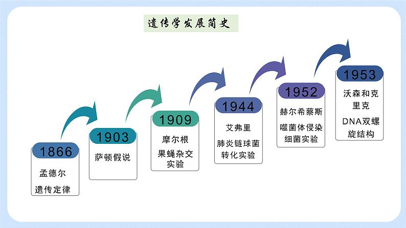 第三章 第三节  DNA通过复制传递遗传信息（课件）-高一生物课件（浙科版2019必修2）05