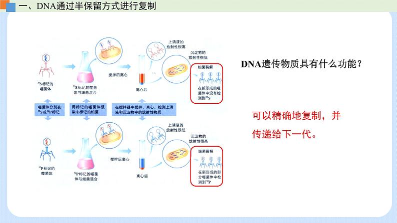 第三章 第三节  DNA通过复制传递遗传信息（课件）-高一生物课件（浙科版2019必修2）06