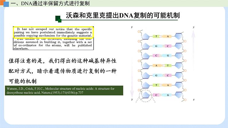 第三章 第三节  DNA通过复制传递遗传信息（课件）-高一生物课件（浙科版2019必修2）07