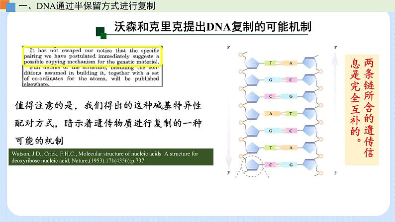 第三章 第三节  DNA通过复制传递遗传信息（课件）-高一生物课件（浙科版2019必修2）08