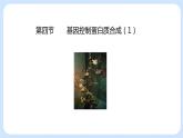 第三章 第四节 基因控制蛋白质合成（第1课时）（课件）-高一生物课件（浙科版2019必修2）