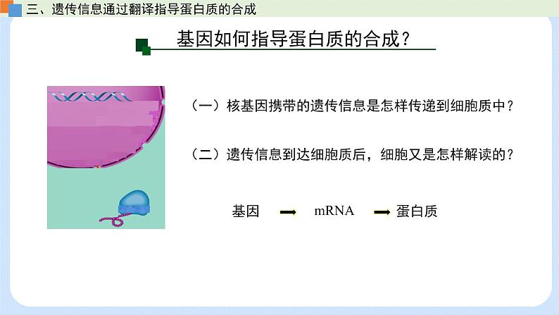 第三章 第四节  基因控制蛋白质合成（第2课时）（课件）-高一生物课件（浙科版2019必修2）06