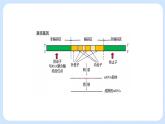 第三章 第五节 生物体存在表观遗传现象（课件）-高一生物课件（浙科版2019必修2）