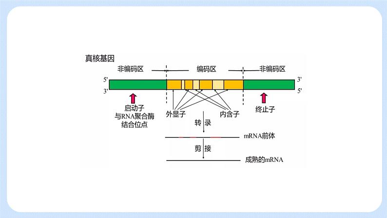 第三章 第五节 生物体存在表观遗传现象（课件）-高一生物课件（浙科版2019必修2）04