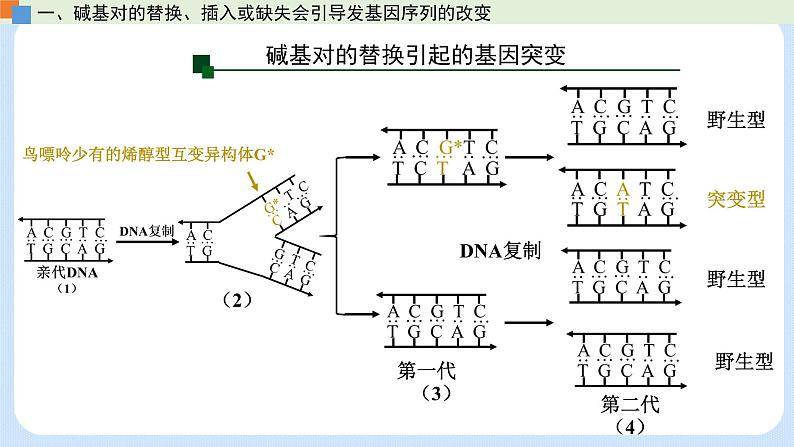 第四章 第一节 基因突变可能引起性状改变-高一生物课件（浙科版2019必修2）07