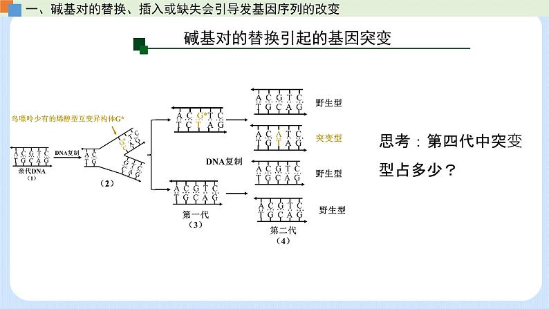 第四章 第一节 基因突变可能引起性状改变-高一生物课件（浙科版2019必修2）08