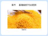 第四章 第二节 基因重组使子代出现变异-高一生物课件（浙科版2019必修2）