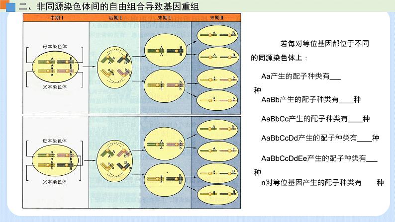 第四章 第二节 基因重组使子代出现变异-高一生物课件（浙科版2019必修2）07