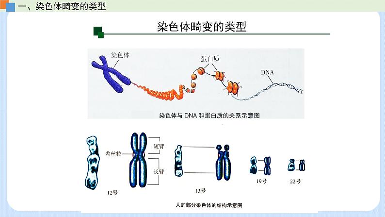 第四章 第三节 染色体畸变可能引起性状改变-高一生物课件（浙科版2019必修2）06