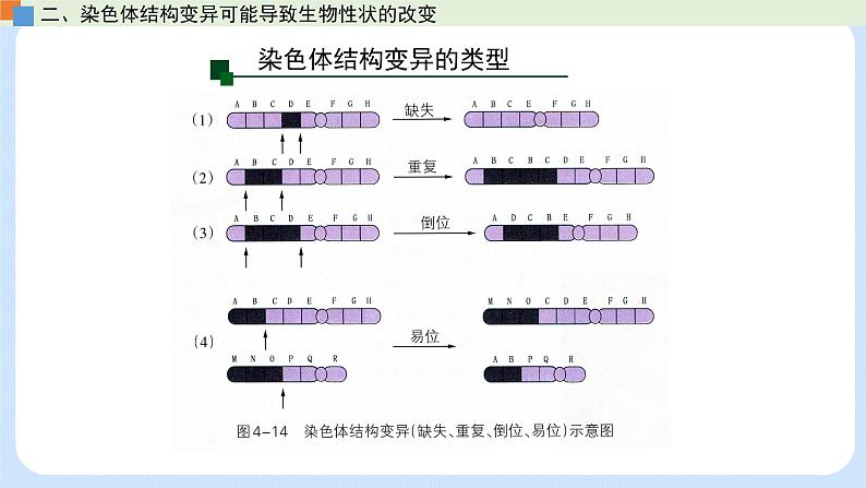 第四章 第三节 染色体畸变可能引起性状改变-高一生物课件（浙科版2019必修2）08