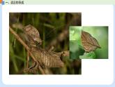 第五章 第二节 适应是自然选择的结果（课时1）-高一生物课件（浙科版2019必修2）