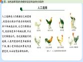 第五章 第二节 适应是自然选择的结果（课时2）-高一生物课件（浙科版2019必修2）
