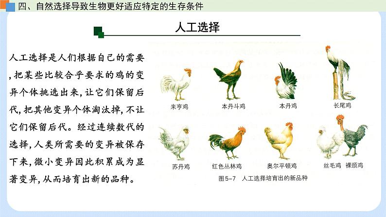 第五章 第二节 适应是自然选择的结果（课时2）-高一生物课件（浙科版2019必修2）第3页