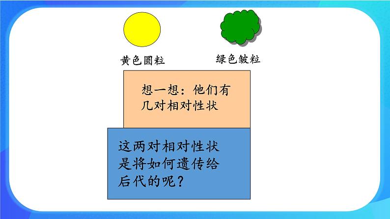 (课件)孟德尔从两对相对性状的杂交实验中总结出自由组合定律第3页