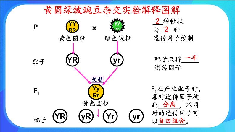 (课件)孟德尔从两对相对性状的杂交实验中总结出自由组合定律第8页