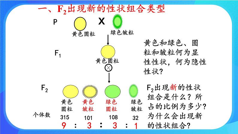 (课件)孟德尔从两对相对性状的杂交实验中总结出自由组合定律.ppt第4页