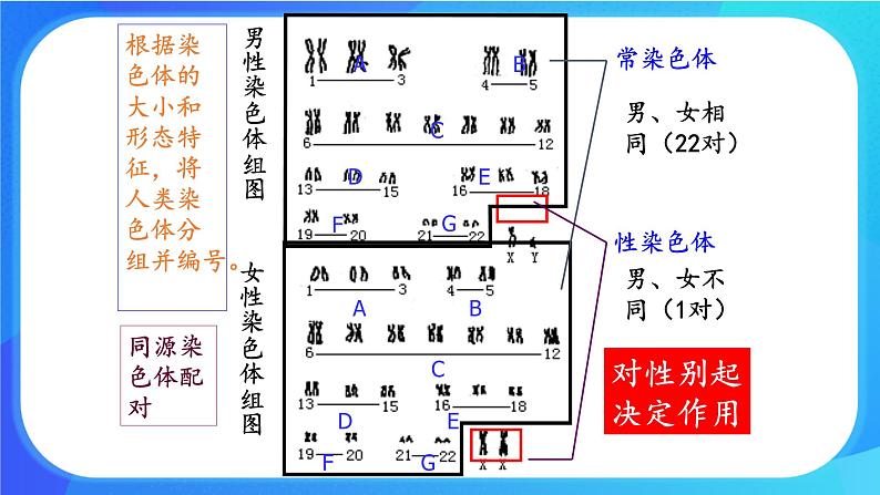 (课件)性染色体上基因的传递和性别相关联.ppt第5页