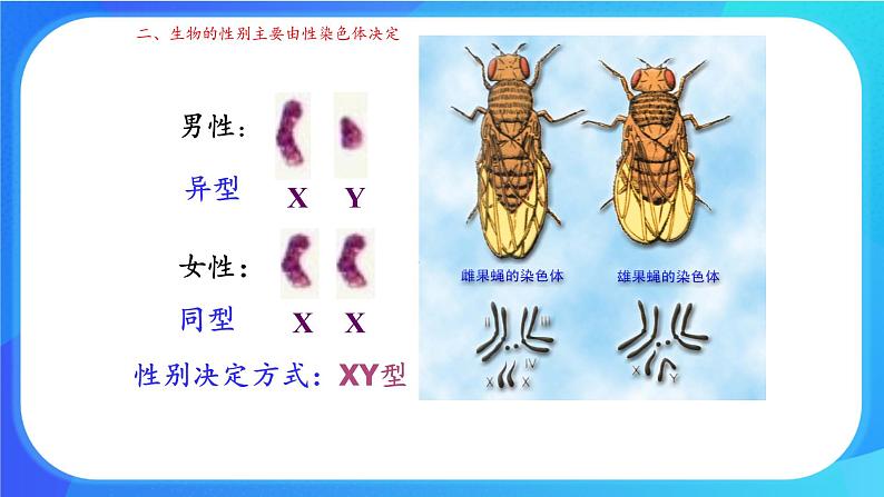 (课件)性染色体上基因的传递和性别相关联.ppt第6页