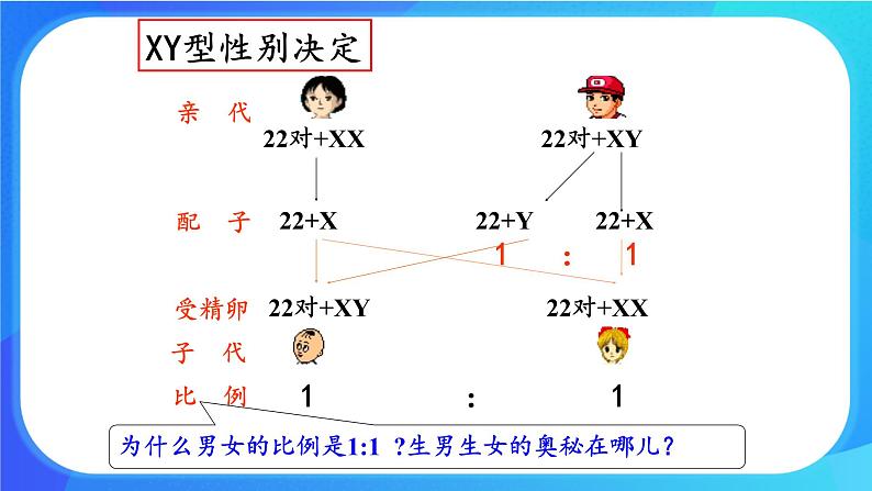 (课件)性染色体上基因的传递和性别相关联.ppt第8页