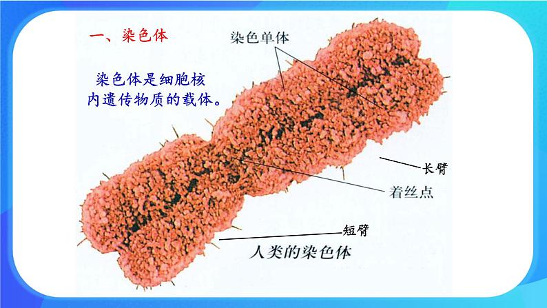 浙科版高中生物必修二：染色体通过配子传递给后代课件+学案+教案03