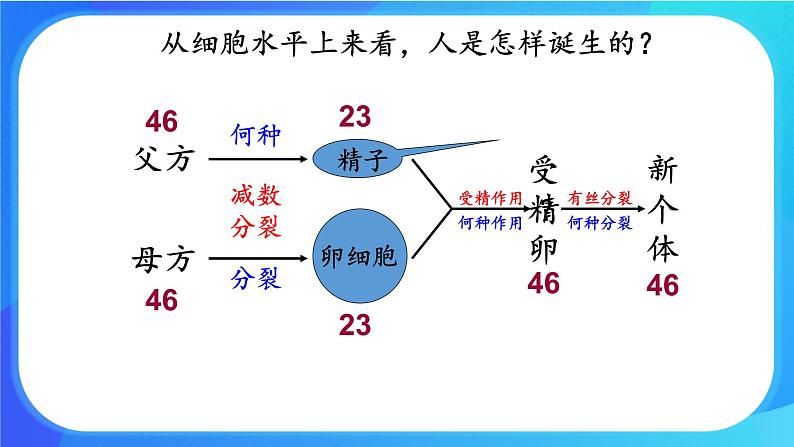 浙科版高中生物必修二：染色体通过配子传递给后代课件+学案+教案06